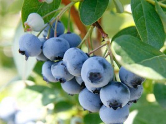 Ferma de afine - o afacere agricolă cu profit garantat din exporturi